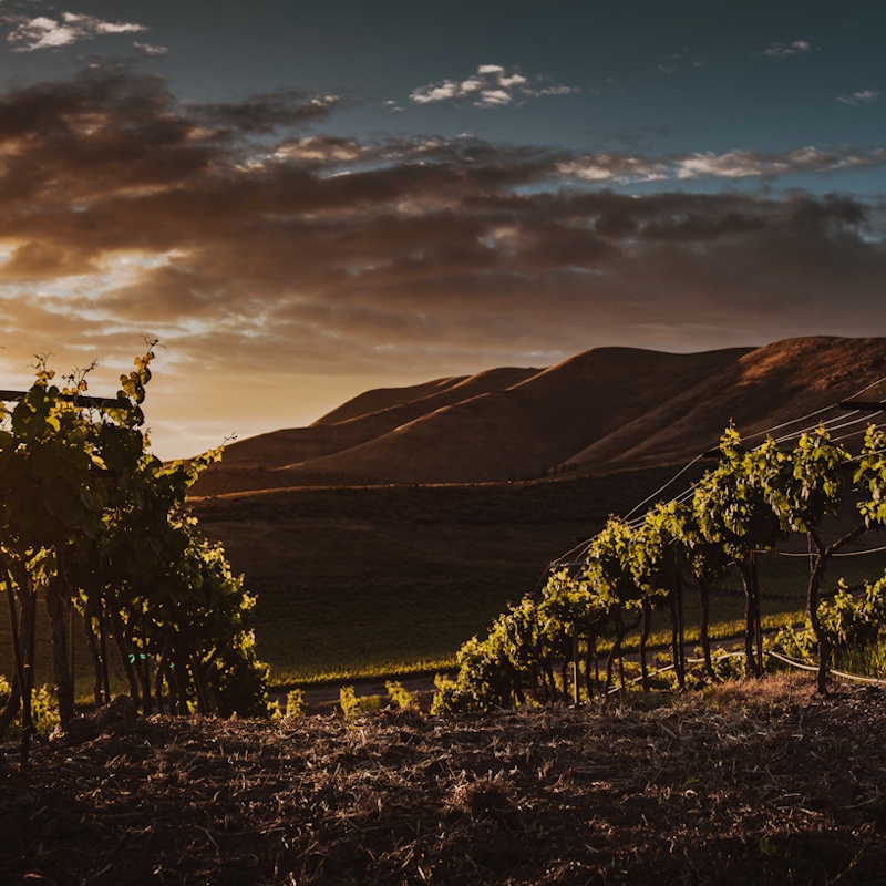 Vignoble au coucher du soleil sur collines